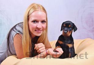 狗狗疫苗齐全突然呕吐有点挑食是什么缘故?该怎么办?