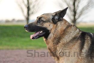 狗狗疫苗齐全突然呕吐有点挑食是什么缘故?该怎么办?