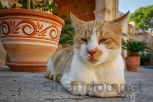 猫咪呕吐有毛发是啥缘故?猫咪呕吐有毛发该怎么解决?