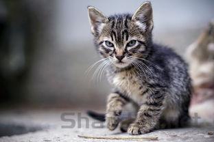 猫咪毛发很油是怎么回事?猫咪毛发很油该如何是好?