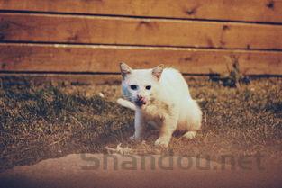 狗狗一直舔肛门的缘由何在?狗狗一直舔肛门要吃药吗?