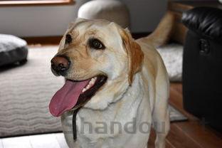 狗狗一直舔肛门的缘由何在?狗狗一直舔肛门要吃药吗?