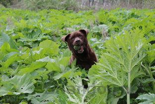 狗狗突然走路艰难最近严重了是什么缘故?该怎么办?