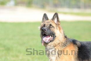 狗狗干呕是什么原因?该如何解决?