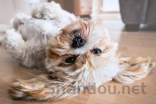 狗狗腹部长了个鼓包是什么情况?狗狗腹部长了个鼓包要怎么弄?