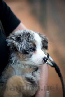 狗狗乳房变大的缘由何在?狗狗乳房变大该如何解决?