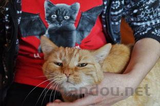 猫咪眼球上有毛发的痕迹流眼泪怎么办?