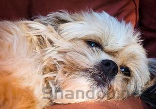 狗狗洗澡后皮肤发红是啥情况?狗狗洗澡后皮肤发红要如何应对?