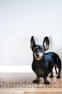 狗狗洗澡后皮肤发红是啥情况?狗狗洗澡后皮肤发红要如何应对?