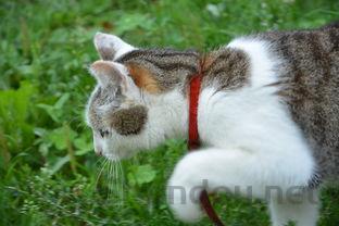 猫突然扑过来抓人的问题出在哪?猫突然扑过来抓人有什么办法恢复?