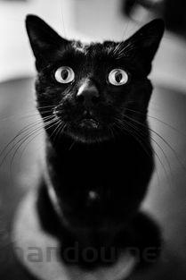 猫几天不吃东西光睡觉鼻子是黑色的怎么弄会好?