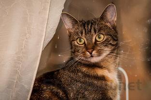 猫大片掉毛是到底怎么了?猫大片掉毛怎么办?