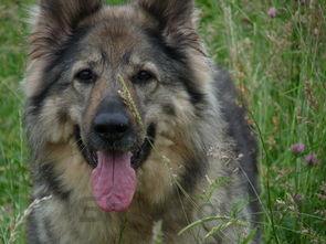 狗狗掉毛渗血掉毛处皮硬是什么缘故?要怎么应对?