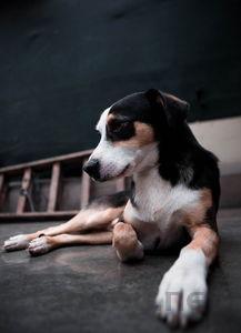 狗狗掉毛渗血掉毛处皮硬是什么缘故?要怎么应对?