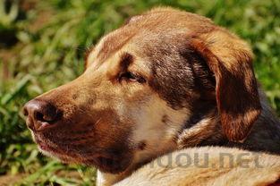 狗狗掉毛渗血掉毛处皮硬是什么缘故?要怎么应对?