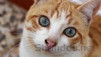 猫咪眼球上有毛发的痕迹流眼泪怎么办?