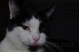 猫咪舌头肿大舌苔发白是啥情况?该怎么解决?