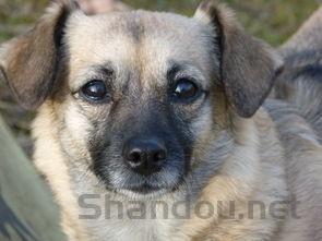 狗狗眼睛里长白色的东西分泌物多是什么情况?要吃药吗?