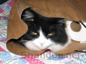 新生猫咪肠外漏是到底怎么了?新生猫咪肠外漏该怎么处理?