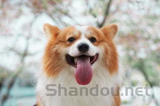 狗狗嘴下嘴唇长了一排疙瘩是咋回事?该咋办?