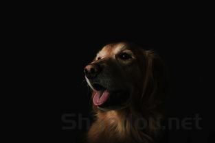 狗狗嘴下嘴唇长了一排疙瘩是咋回事?该咋办?