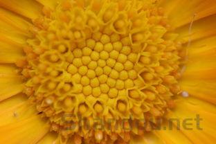 苦笋之乡,中国最原始苦笋