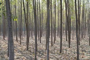 苦笋之乡,中国最原始苦笋