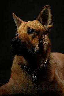 狗狗呕吐排便颜色深是啥情况?狗狗呕吐排便颜色深要怎么应对?