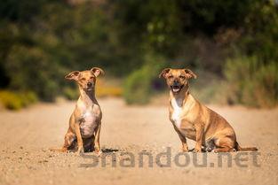 狗狗呕吐排便颜色深是啥情况?狗狗呕吐排便颜色深要怎么应对?