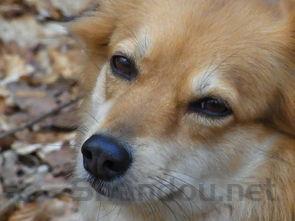 狗狗眼睛有白膜是什么原因?要怎么处理?