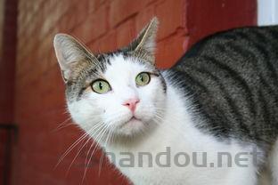 狗下巴长了个大硬包是啥情况?要怎么应对?