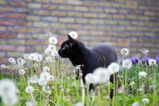 猫咪肚子很大呼吸急促是什么原因导致的?怎么办?