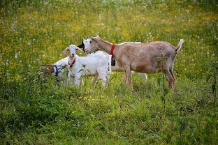 狗狗三个月,拉软便不成型,是咋回事?该怎么处理才对?