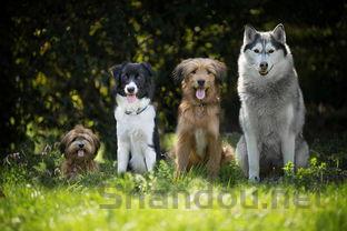 小狗尿尿排出东西三天,为何会这样?要吃药吗?