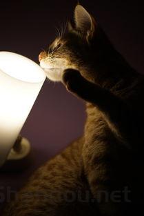 猫咪呕吐流口水和泡泡,为何会这样?怎么办?