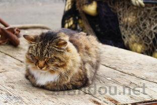 狗狗突然屁股发炎,为何会这样?狗狗突然屁股发炎要吃药吗?