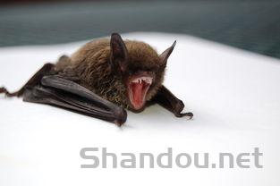 狗狗半夜呕吐是什么情况?狗狗半夜呕吐要怎么应对?