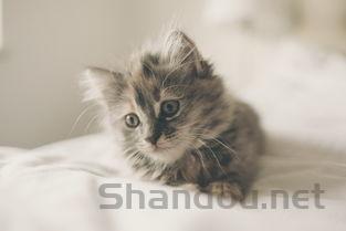 狗狗打喷嚏喷出来的是白色的东西是什么原因?该咋整?