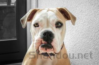 猫咪右眼睁不开瞳孔变大的问题出在哪?该咋整?