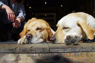 狗狗月经18天突然量多还有血块是什么情况?