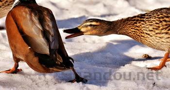 幼猫打喷嚏眼泪多是什么原因导致的?幼猫打喷嚏眼泪多该用什么办法?