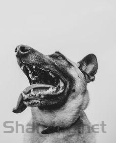 狗狗癫痫发作的缘由何在?狗狗癫痫发作该怎么办?