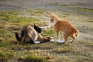 猫尾巴秃了是何原因?猫尾巴秃了该如何是好?