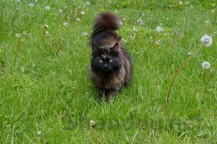 猫尾巴秃了是何原因?猫尾巴秃了该如何是好?