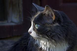 猫咪老打喷嚏眼屎有点多是何原因?要如何应对?