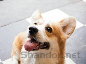 狗产后喘气急促的缘由何在?狗产后喘气急促该咋整?