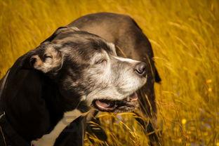 狗小便失禁,为何会这样?狗小便失禁该怎么办?