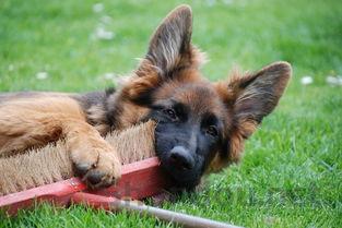 狗狗后腿有一个疙瘩是什么原因?狗狗后腿有一个疙瘩该怎么处理才对?