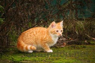 猫脖子痒掉毛是什么原因导致的?猫脖子痒掉毛有什么办法恢复?