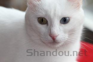 猫咪近期突然偶尔偶尔打嗝一样,啊该如何是好?